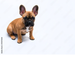 BuliDog
