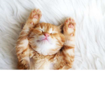 CaT GROUP me sOaP
