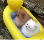 Pomeranians are cool