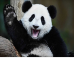 pandas have strengt and food