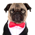 business pug