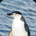 The Penguin_G fan club