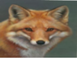 FoxBots's Clothing group