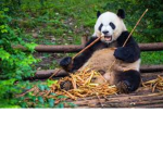 PANDA KING!!!!!!