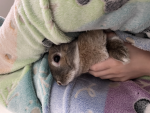 The Cousin Bunnies