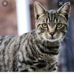 KittyCat Military