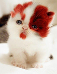kratos kitty fan club