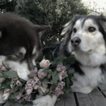 abjectdog cult