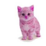 İB Kittys