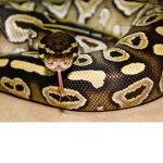 Leopardspar’s snake army