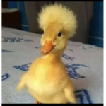 OG Swan