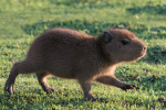 capybaras YouTube fan group