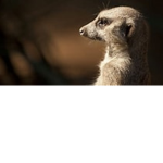 yukey