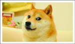 Doge Team:)!