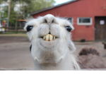 Weird Llama Club
