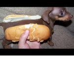 Hot dog devs