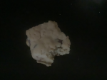 The cookie gang 23