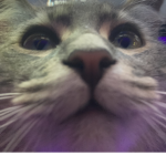 Da Hood Gato's