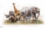 Animal Group for everyone!!