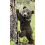 Cute little bears!