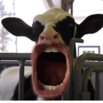 RadicalRottie YT