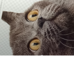CatsGuys