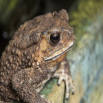 The Toadstols Fan Club