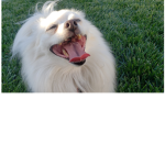 dog98587