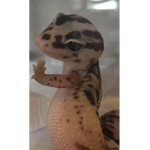 Carrot lizard
