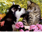 meows & barks