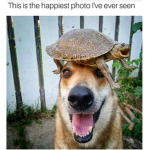 Animal memes :P