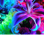 rainbowz group