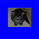 kitteys