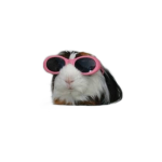 Bellaella fans