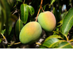 I ATE MANGOS