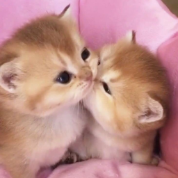 ♡ ｡˚
