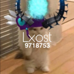 Lxost