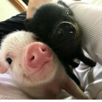 chikibabis