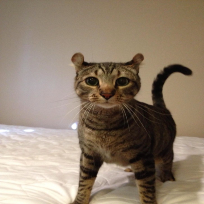 Funny Ear Cat Roblox decal