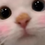 ***Police O D***