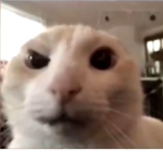GatoChino