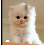 Cat_beast