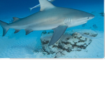 Sharky armed forces