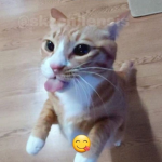 amba