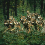 Wolves Of The Community!