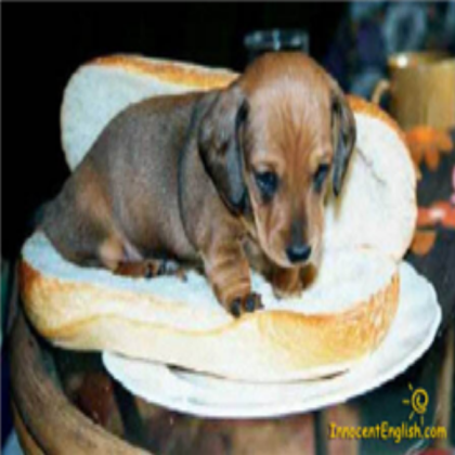 hot dog pupie Roblox decal