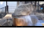 Capybara rules