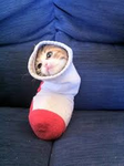 The kitten group for yall
