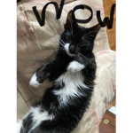 Support the cats and kittens cool cats!