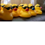 Official duck bro group